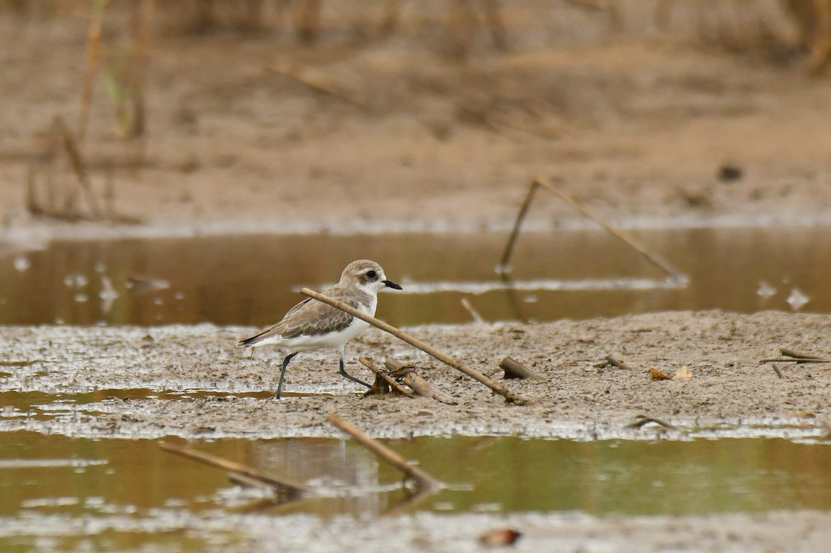 Tibet Cılıbıtı - ML645784841