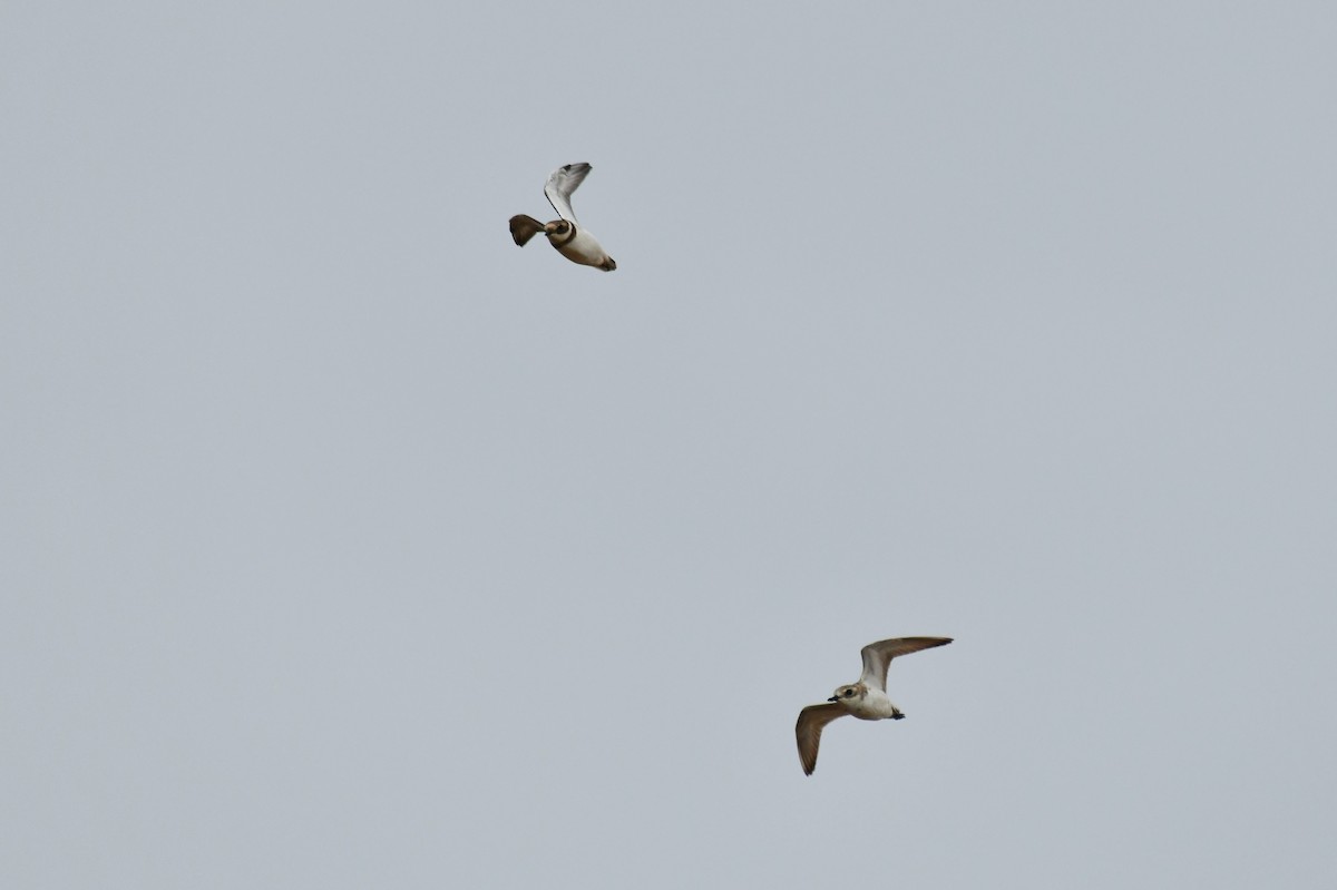 Tibet Cılıbıtı - ML645784842