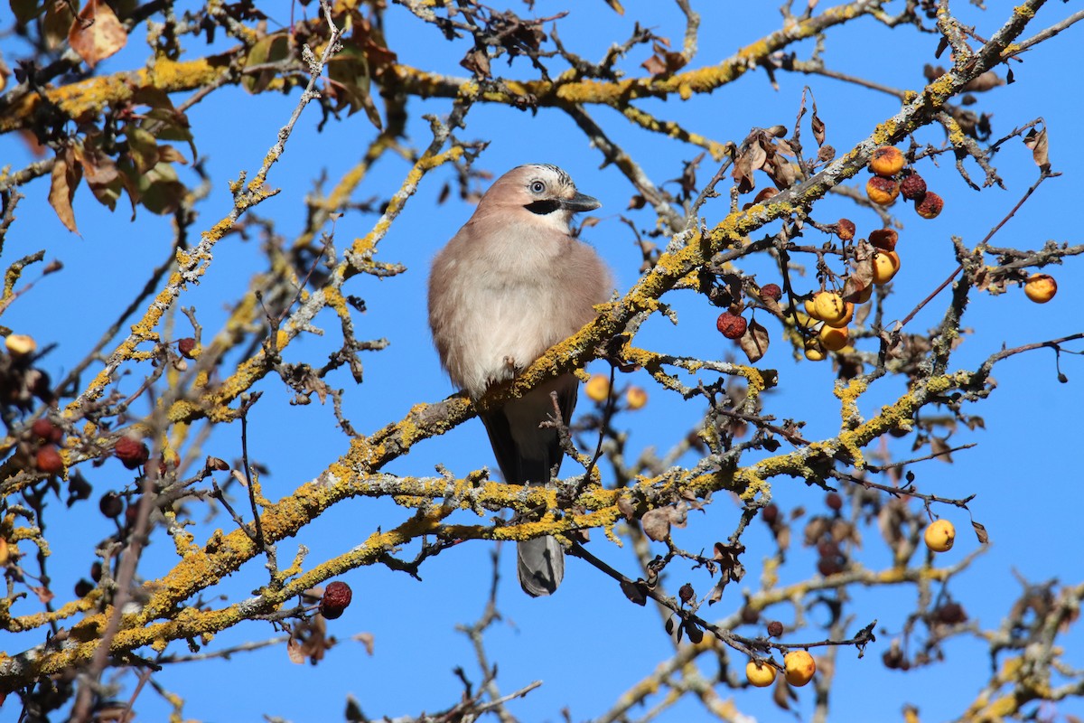 Eurasian Jay - ML645784849