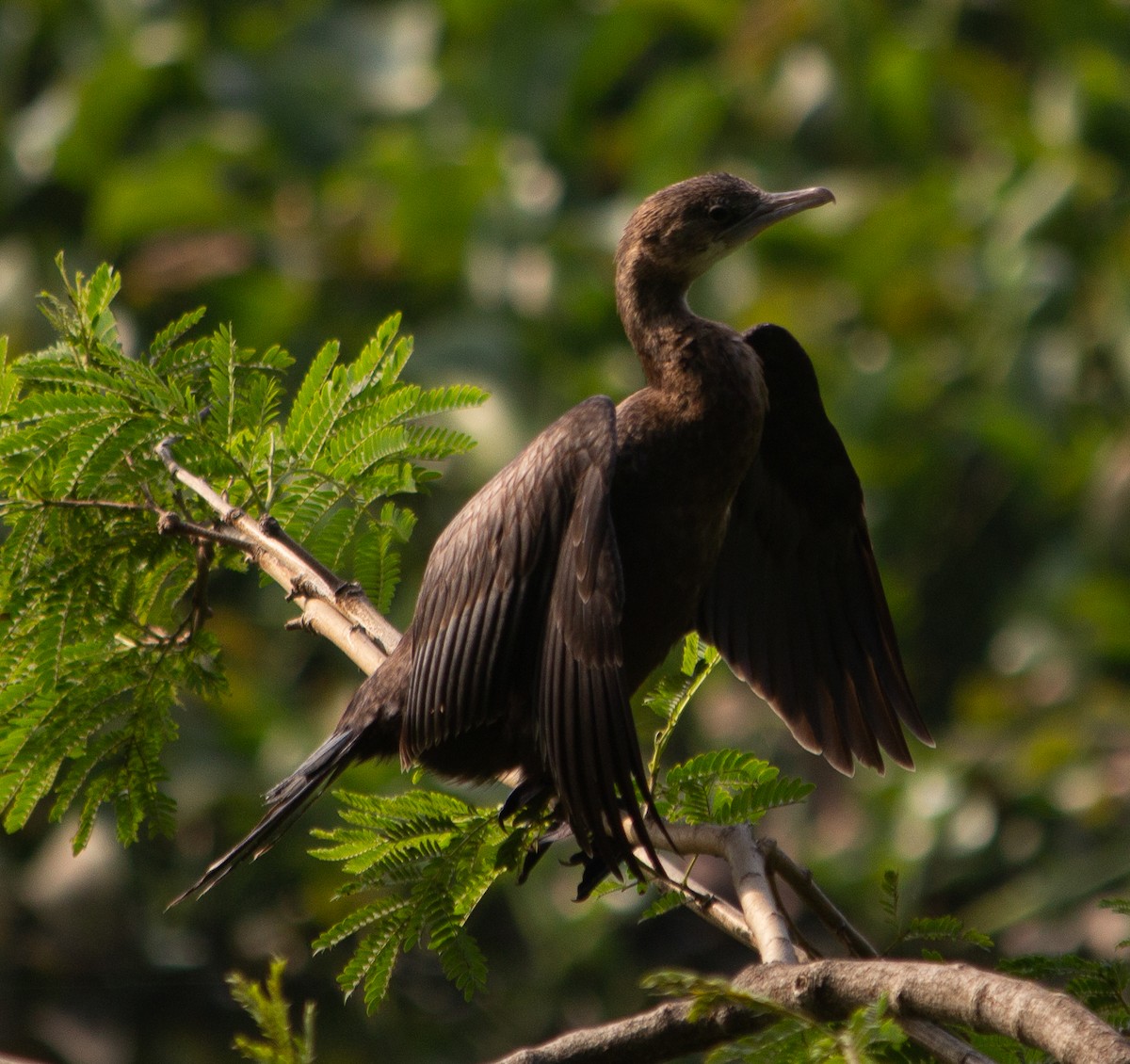 Little Cormorant - ML645784850