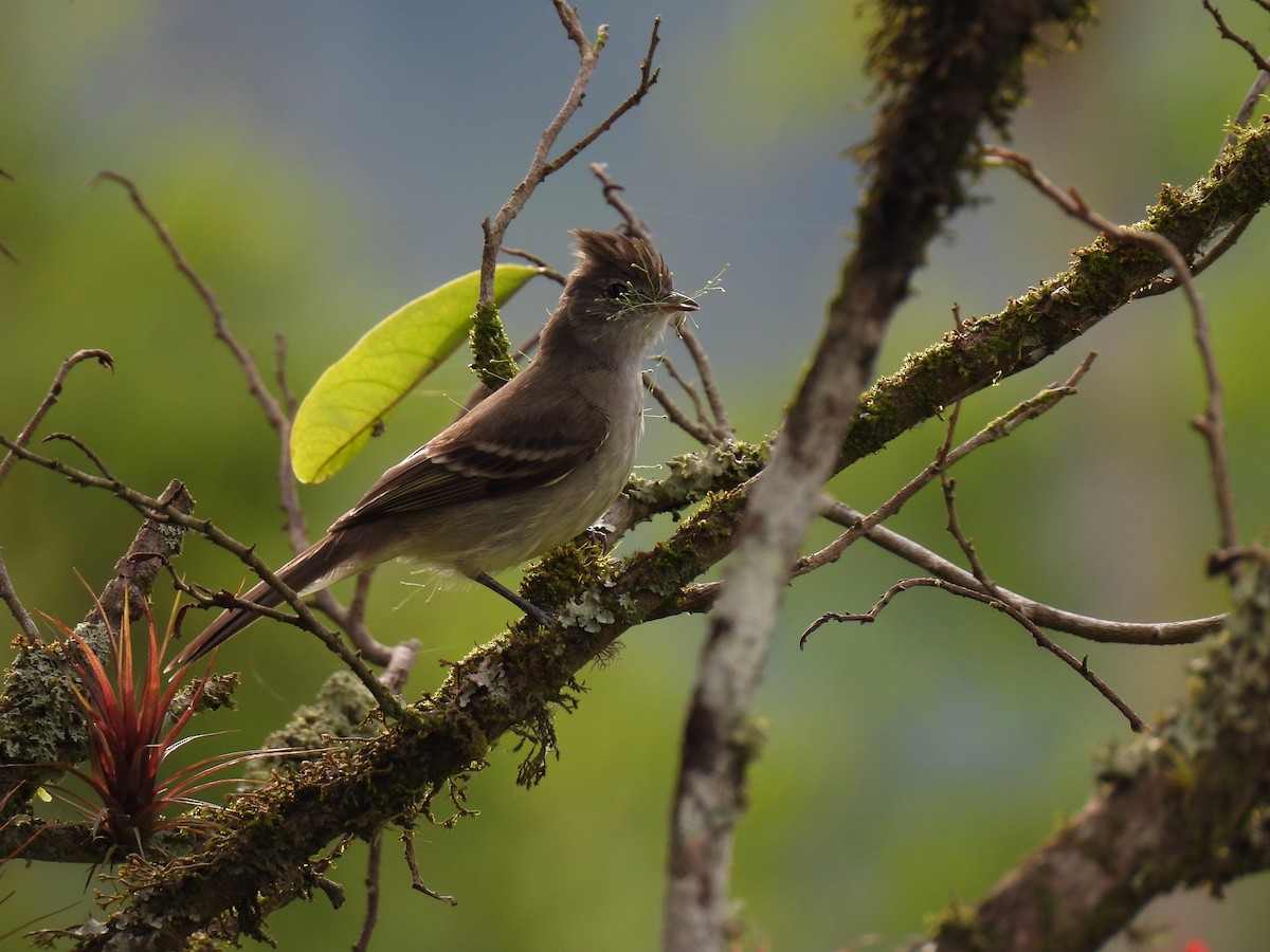 Желтобрюхая эления - ML645784862