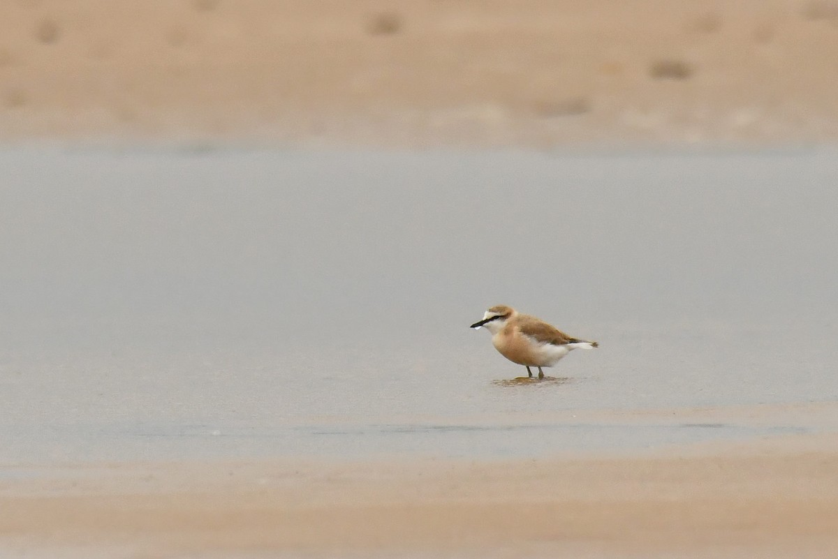 Белолобый зуёк - ML645784882