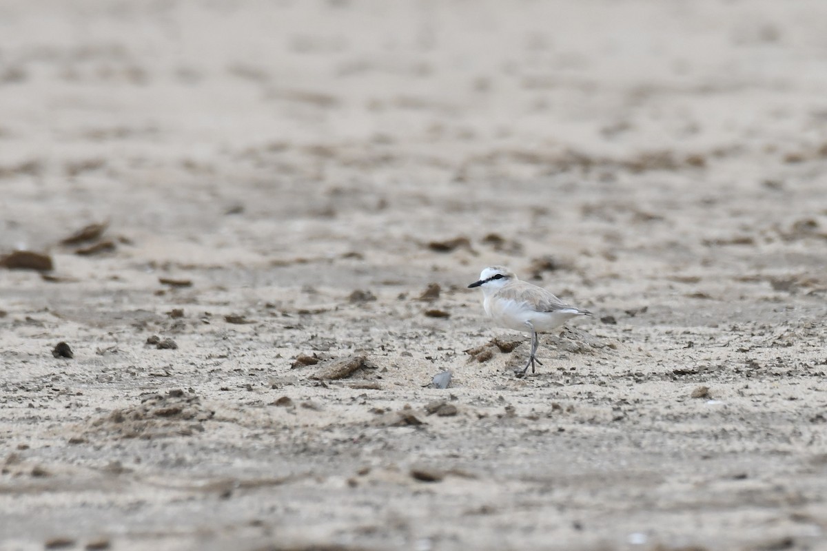 Белолобый зуёк - ML645784883