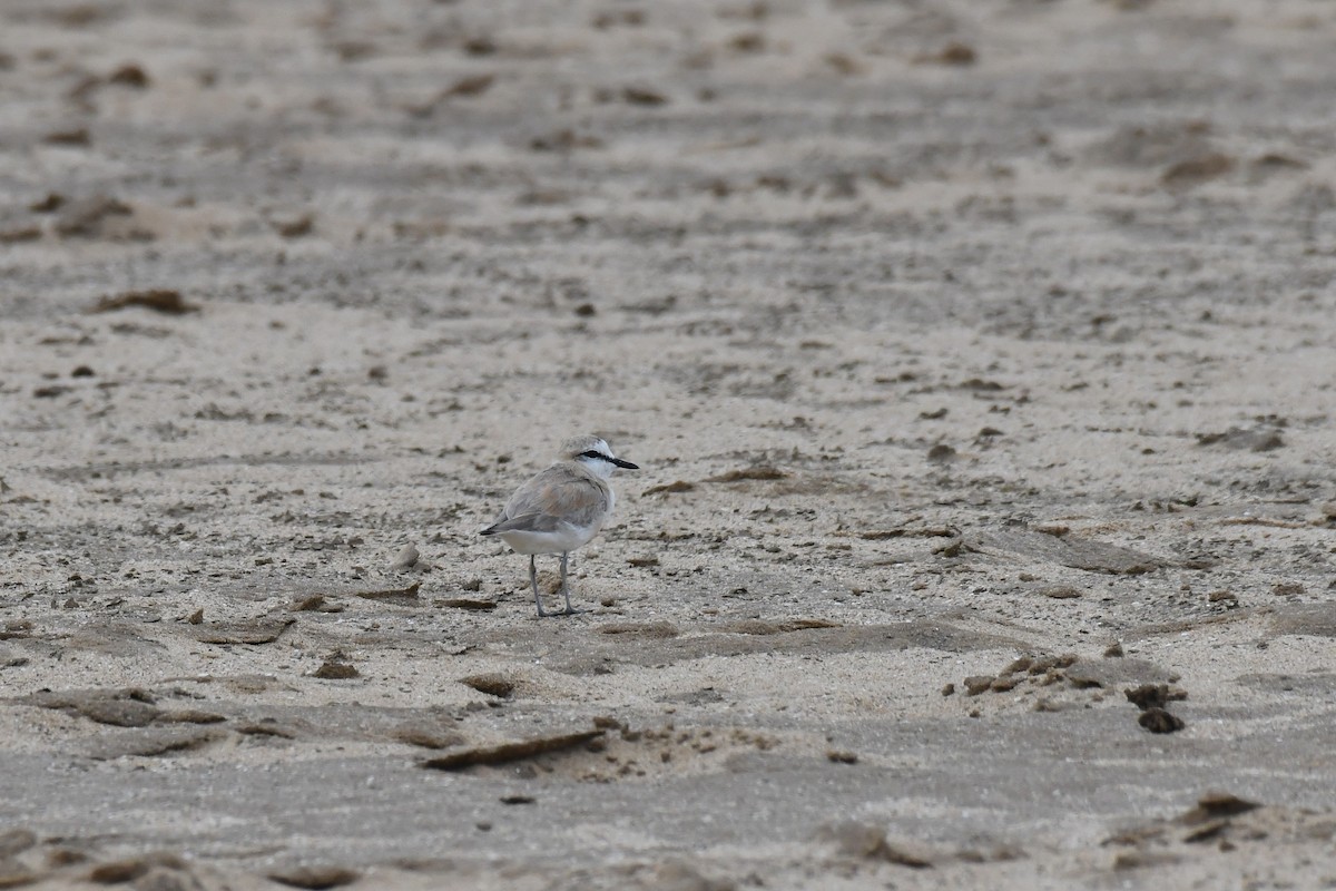 Белолобый зуёк - ML645784884