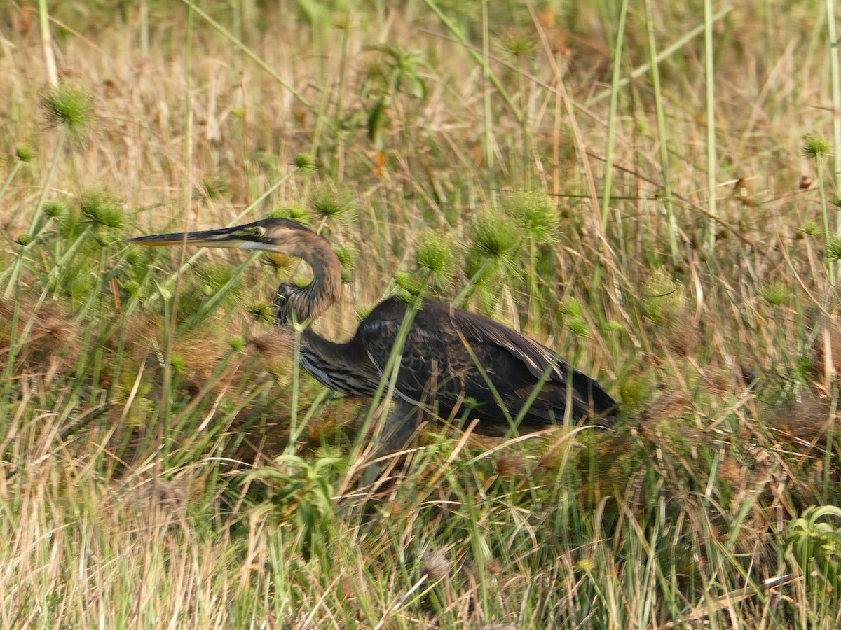 Purple Heron - ML645784889