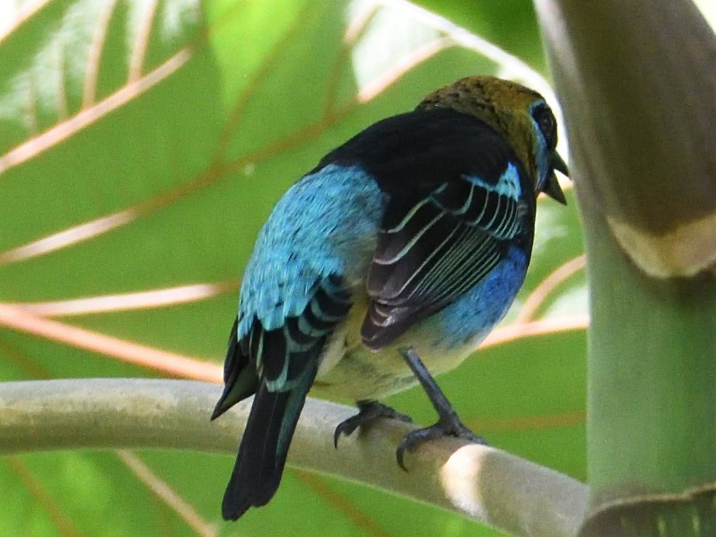 gullhettetanagar - ML645784895