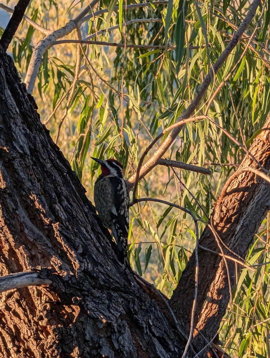 Red-naped Sapsucker - ML645784899