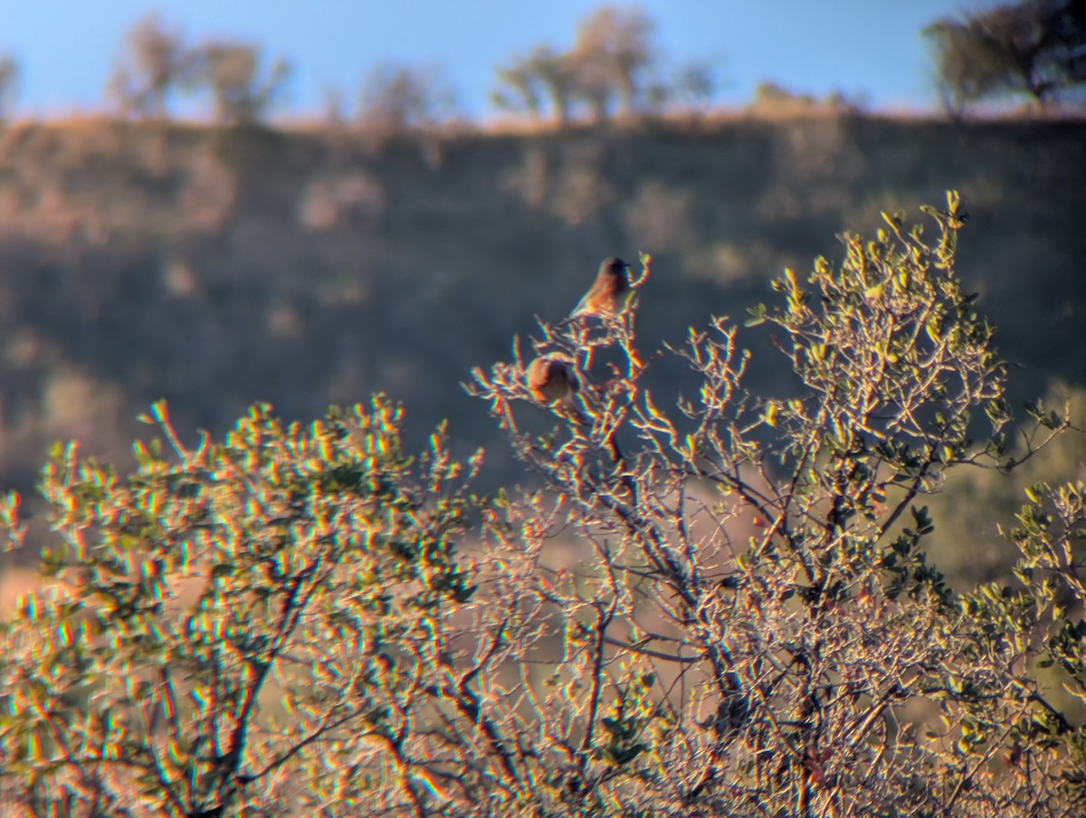 Western Bluebird - ML645784913
