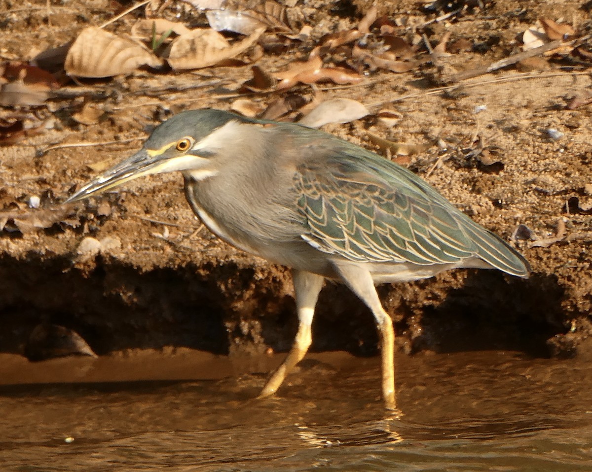 Little Heron - ML645784919