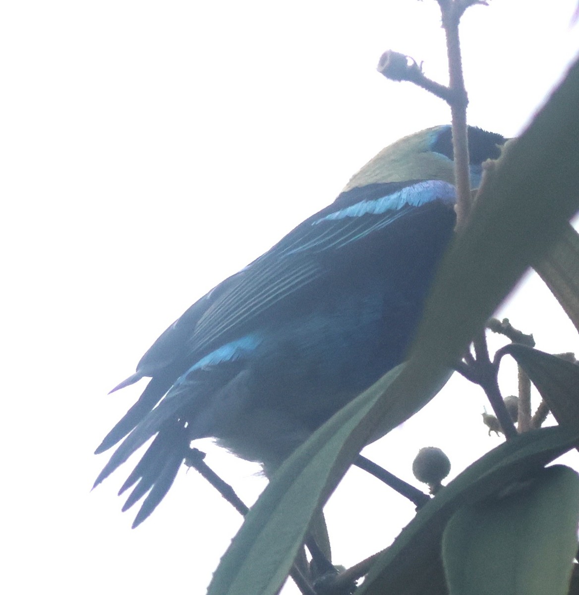 gullhettetanagar - ML645784921