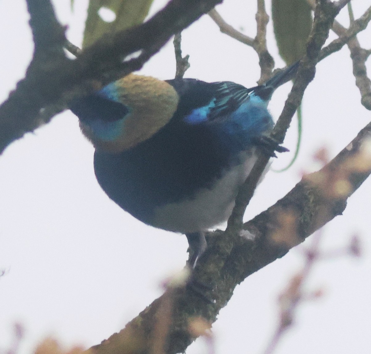 gullhettetanagar - ML645784922