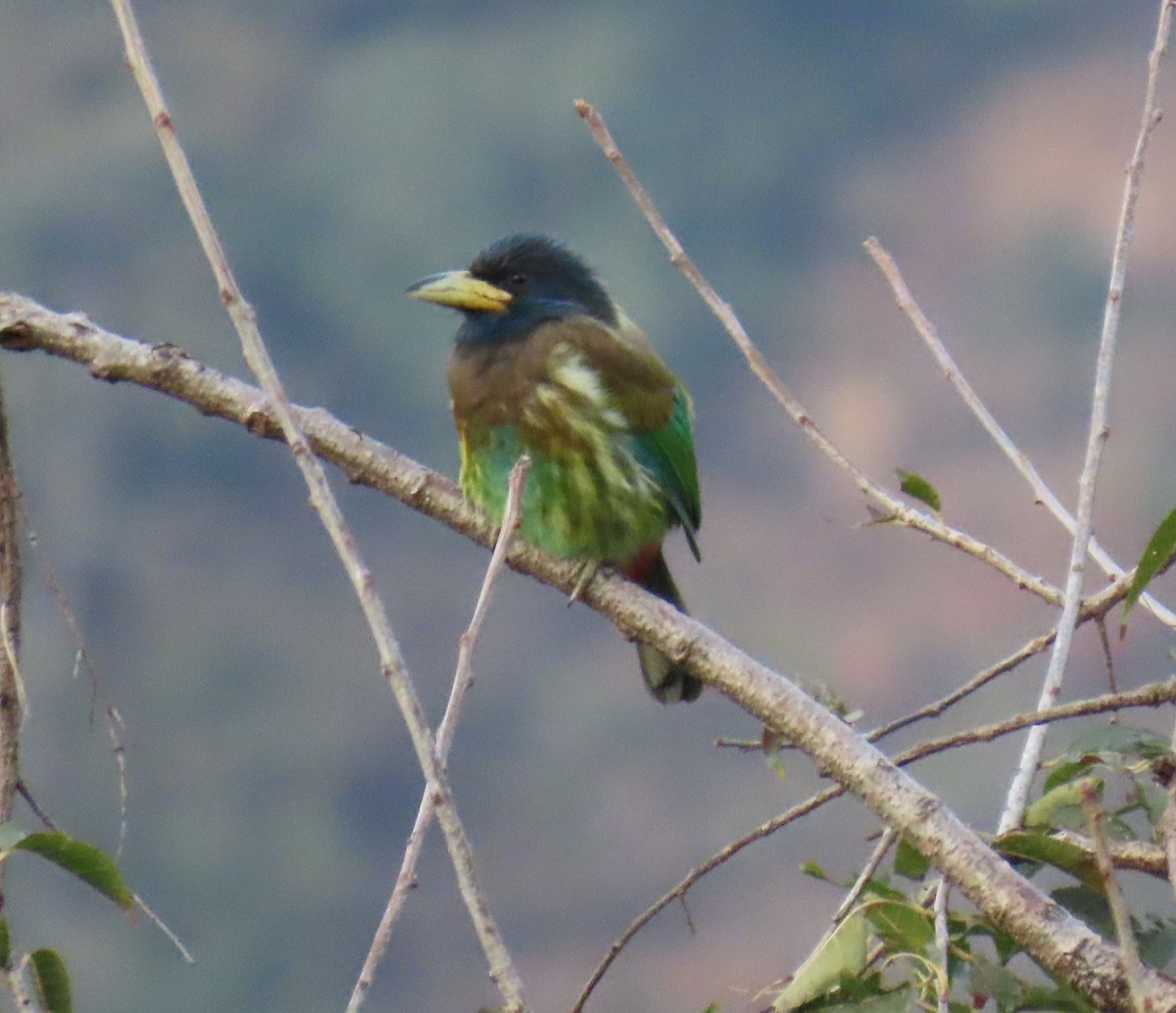 barbet velký - ML645784931