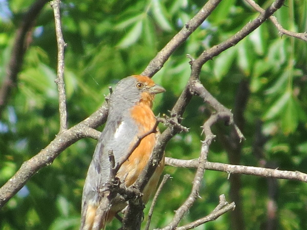 White-tipped Plantcutter - ML645784946