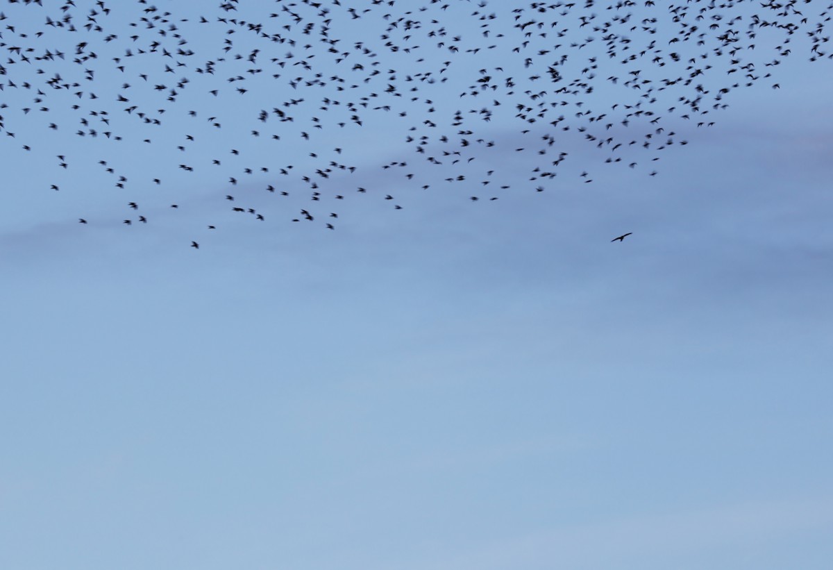 Peregrine Falcon - ML645784948