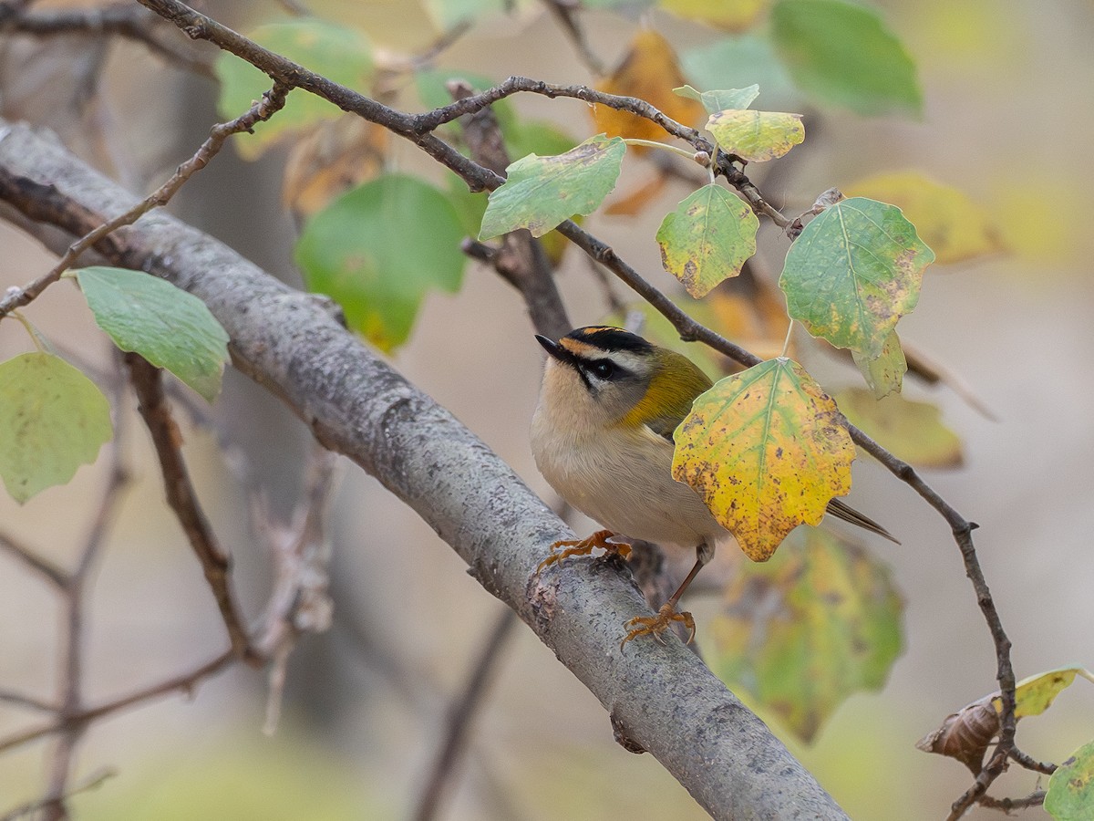 Common Firecrest - ML645784949
