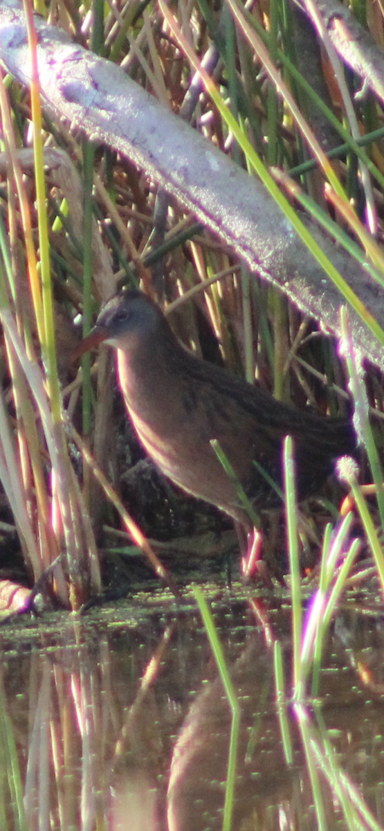 Пастушок віргінський - ML645784964