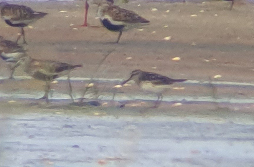 Broad-billed Sandpiper - ML645784974