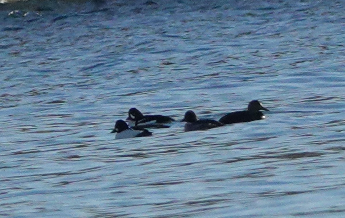 Murgilari islandiarra - ML645784975