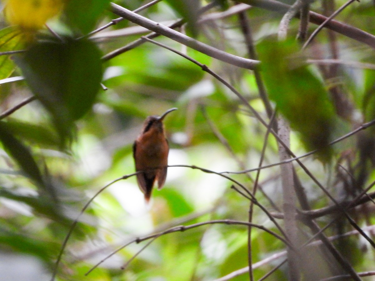 Gri Gıdılı Hermit - ML645784982