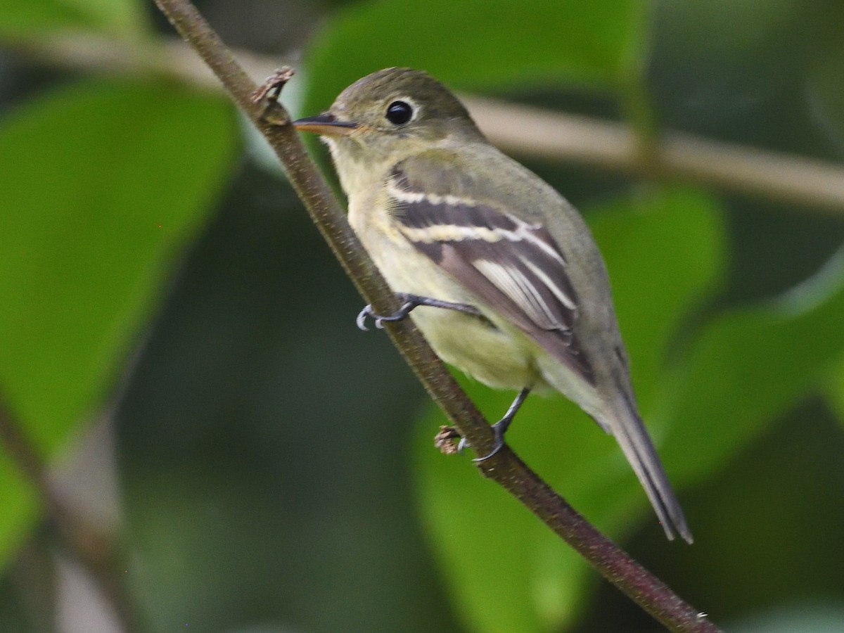 Yellow-bellied Flycatcher - ML645784986
