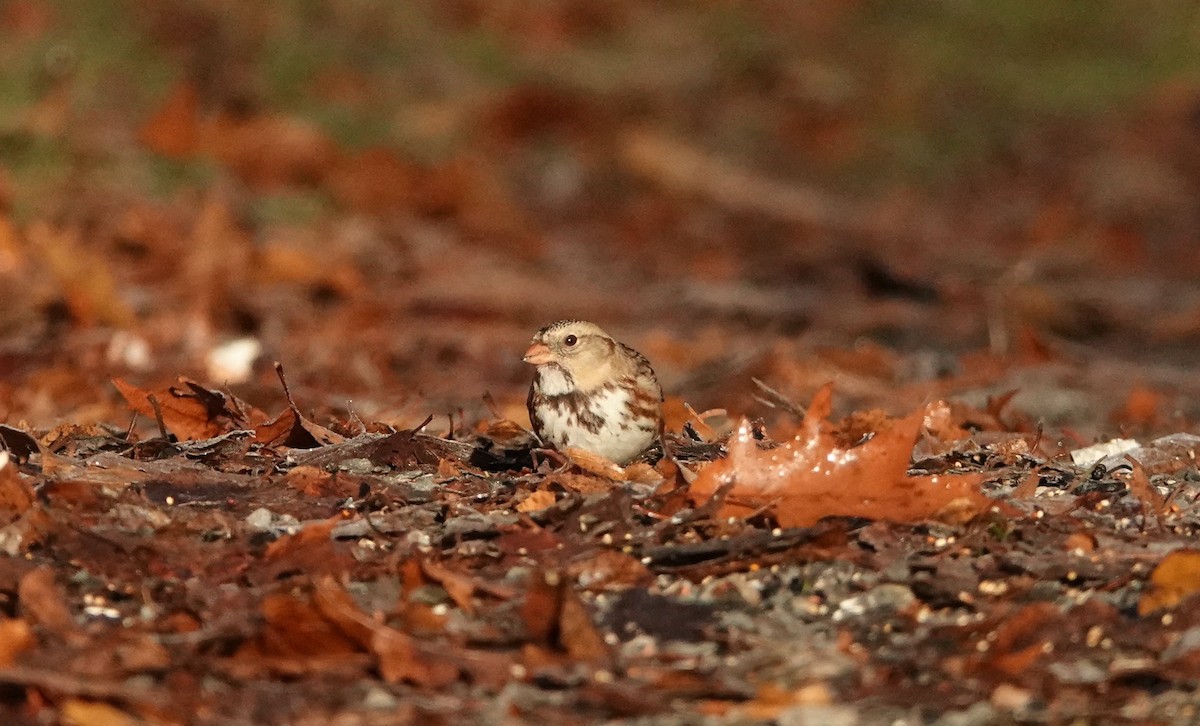 Harris's Sparrow - ML645784989