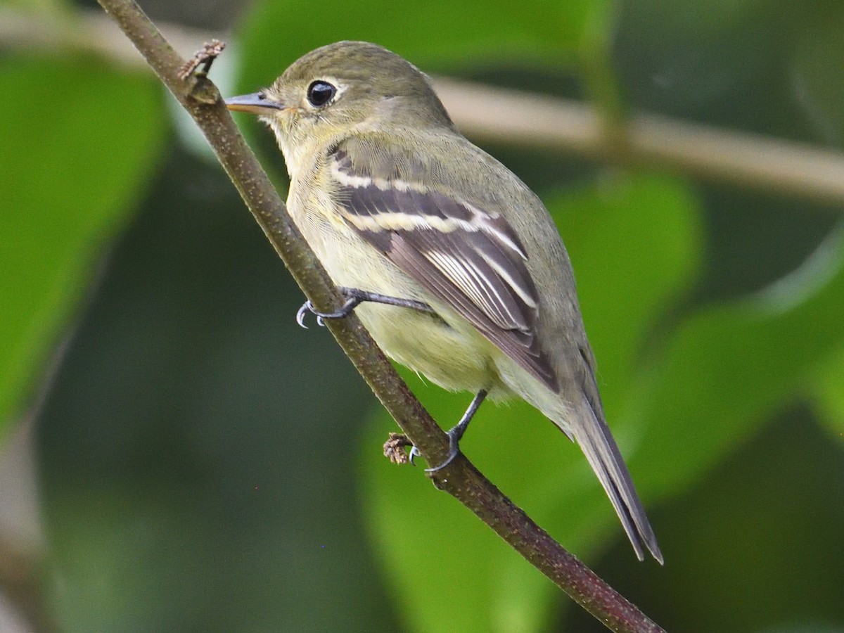 Yellow-bellied Flycatcher - ML645784990