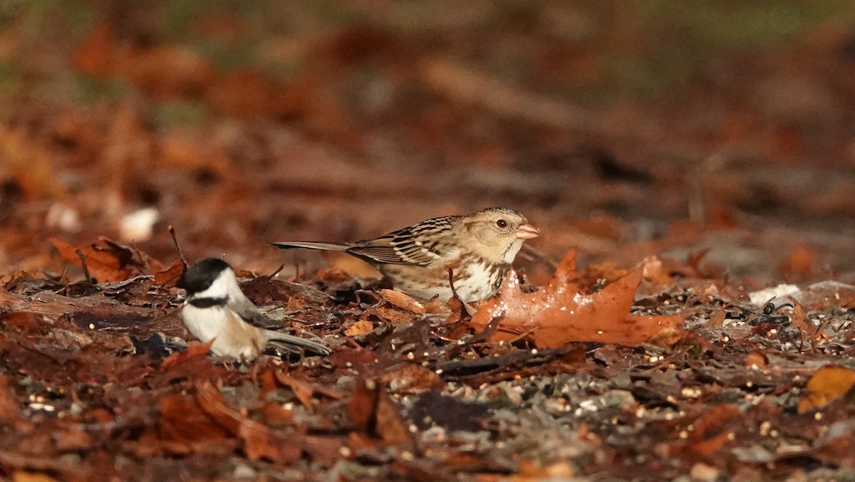 Harris's Sparrow - ML645784992