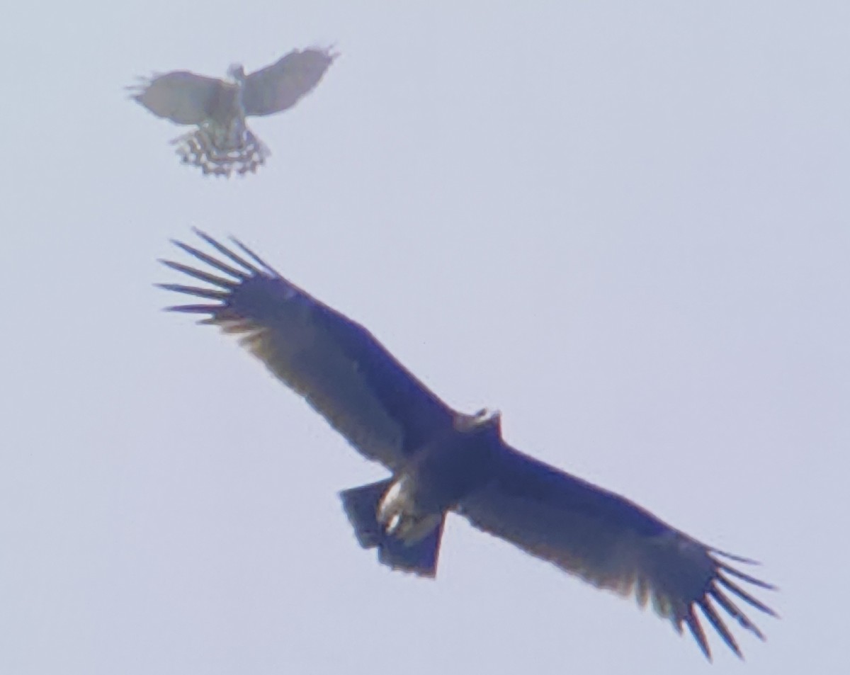 Greater Spotted Eagle - ML645784994