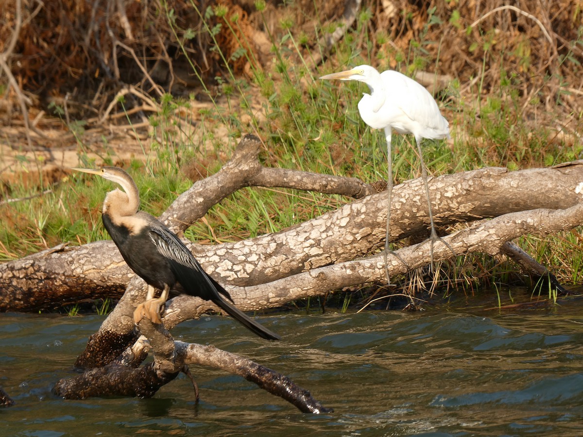 Great Egret (African) - ML645785005