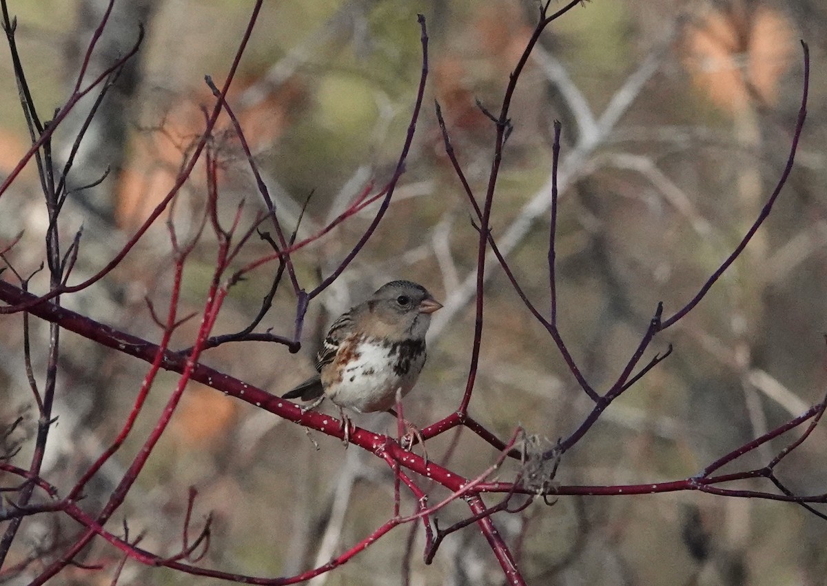 Harris's Sparrow - ML645785006