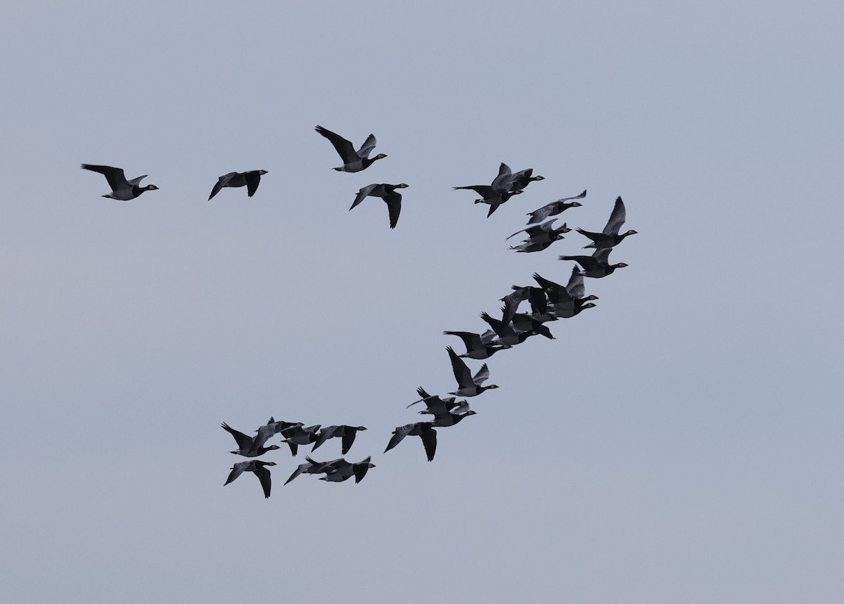 Barnacle Goose - ML645785017