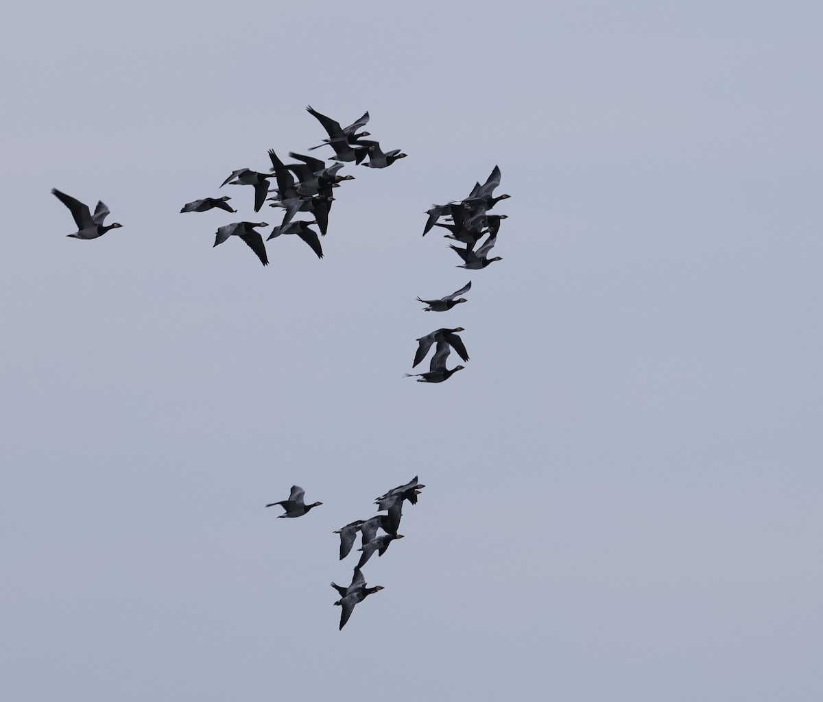 Barnacle Goose - ML645785018