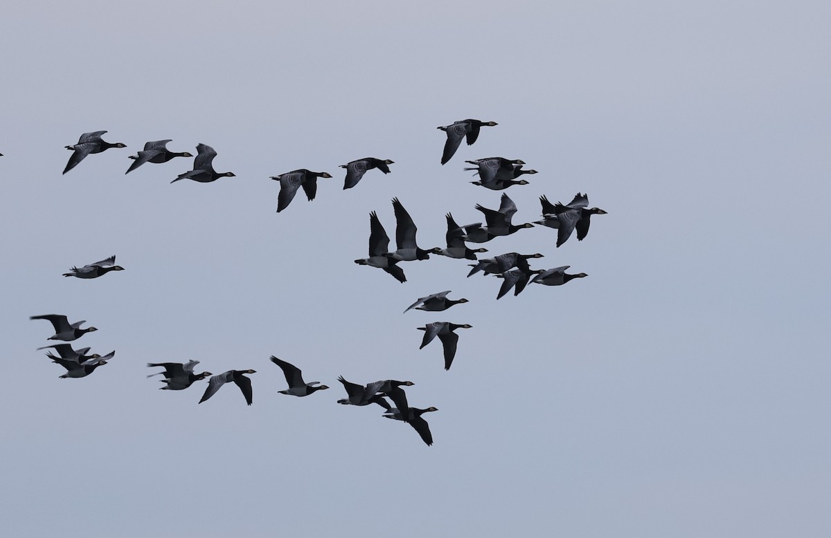 Barnacle Goose - ML645785019