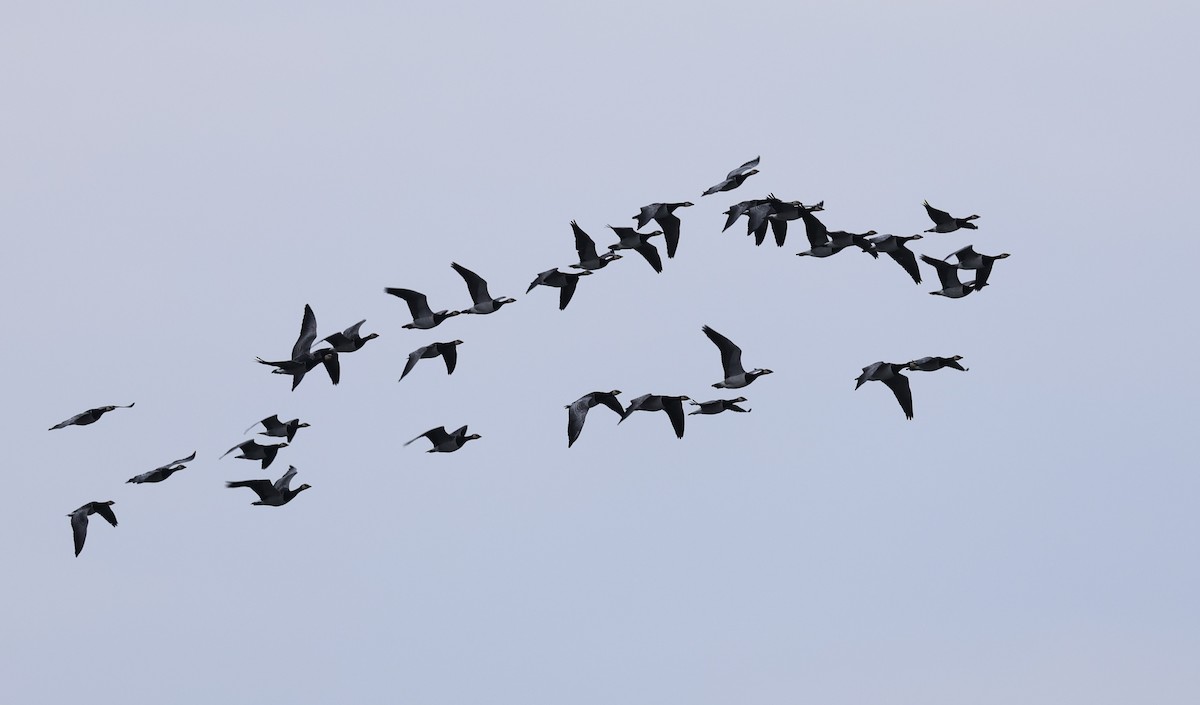 Barnacle Goose - ML645785020