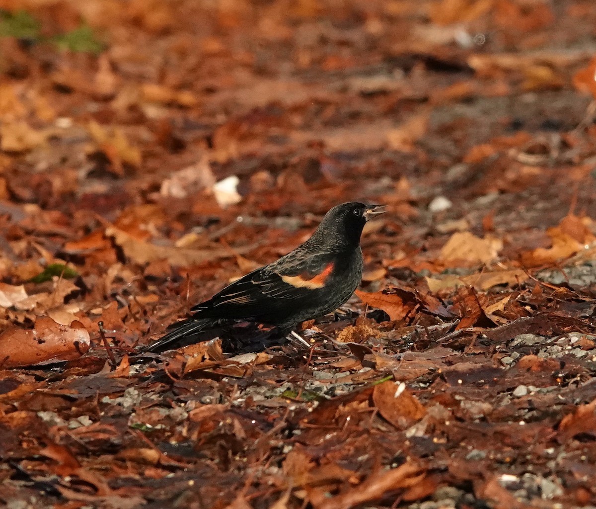 Red-winged Blackbird - ML645785022