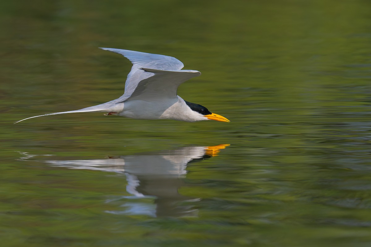 River Tern - ML645785025