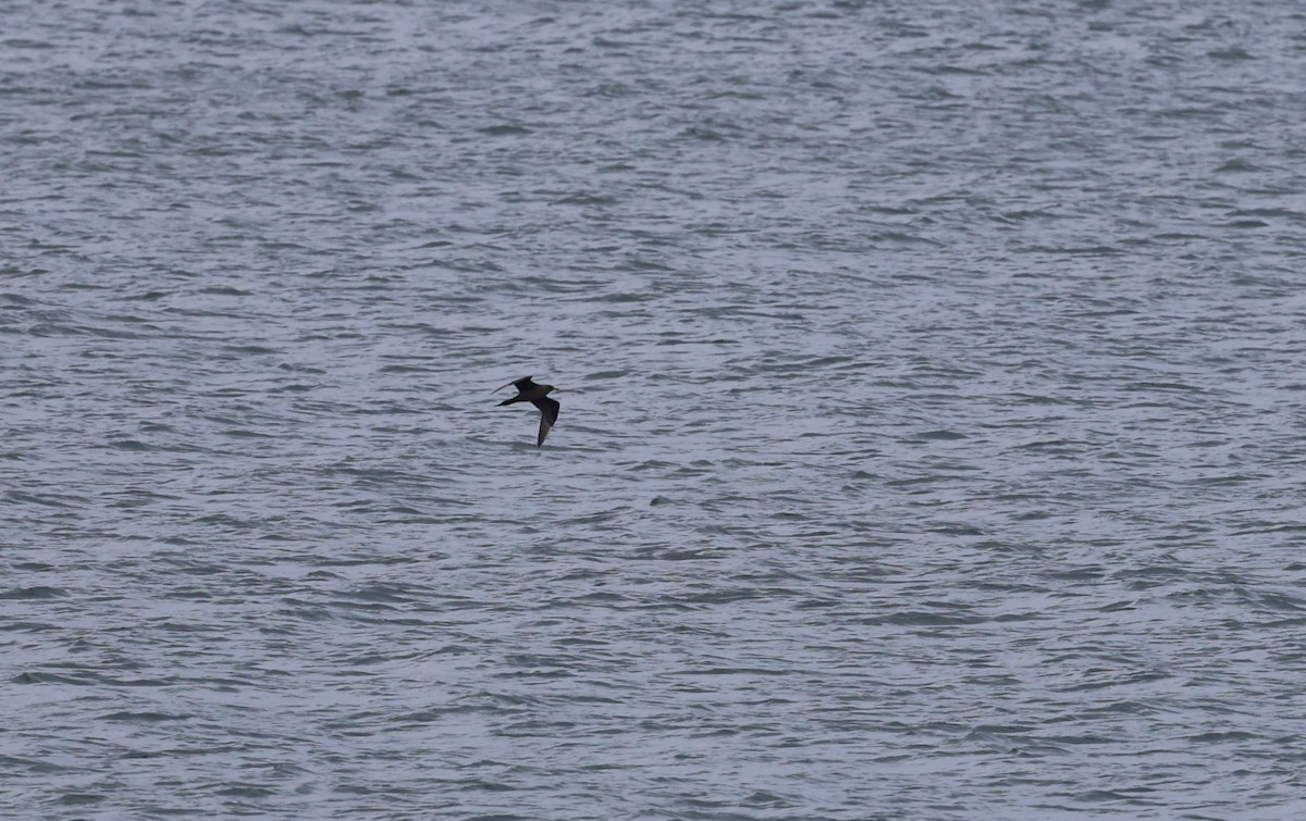 Parasitic Jaeger - ML645785026