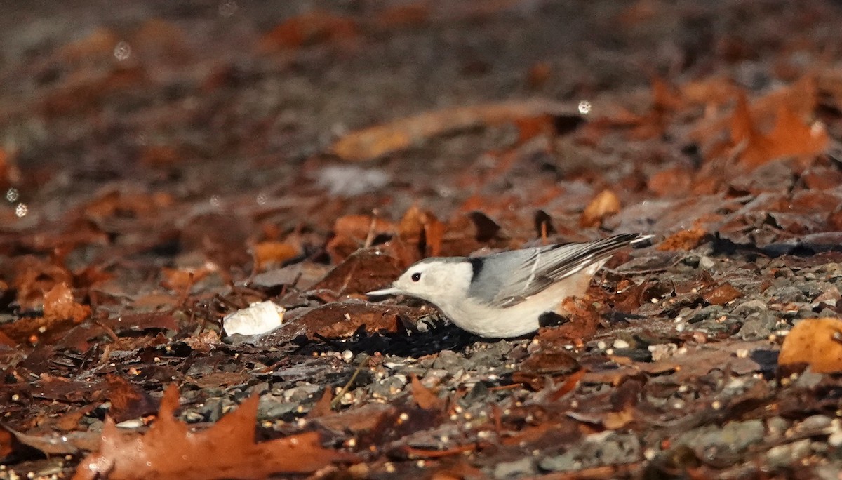 White-breasted Nuthatch - ML645785027