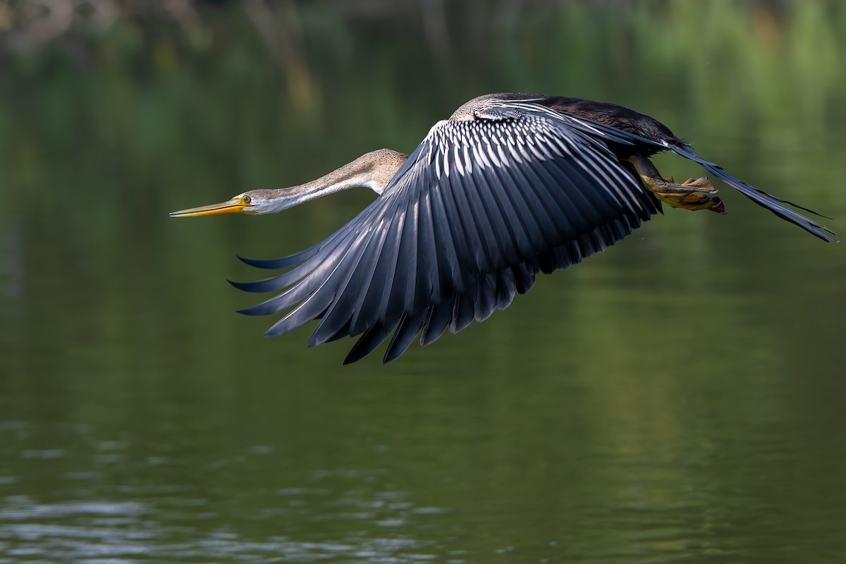 orientslangehals - ML645785037