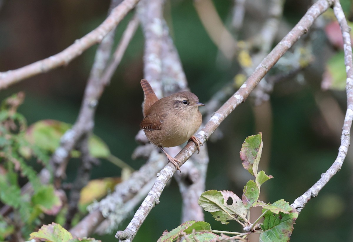 Eurasian Wren - ML645785039