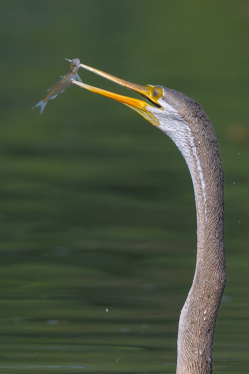 orientslangehals - ML645785040