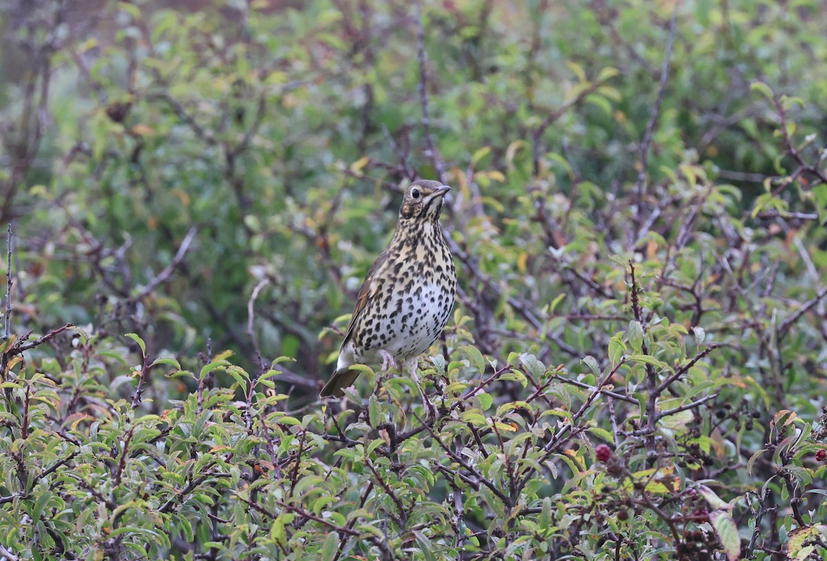Song Thrush - ML645785043