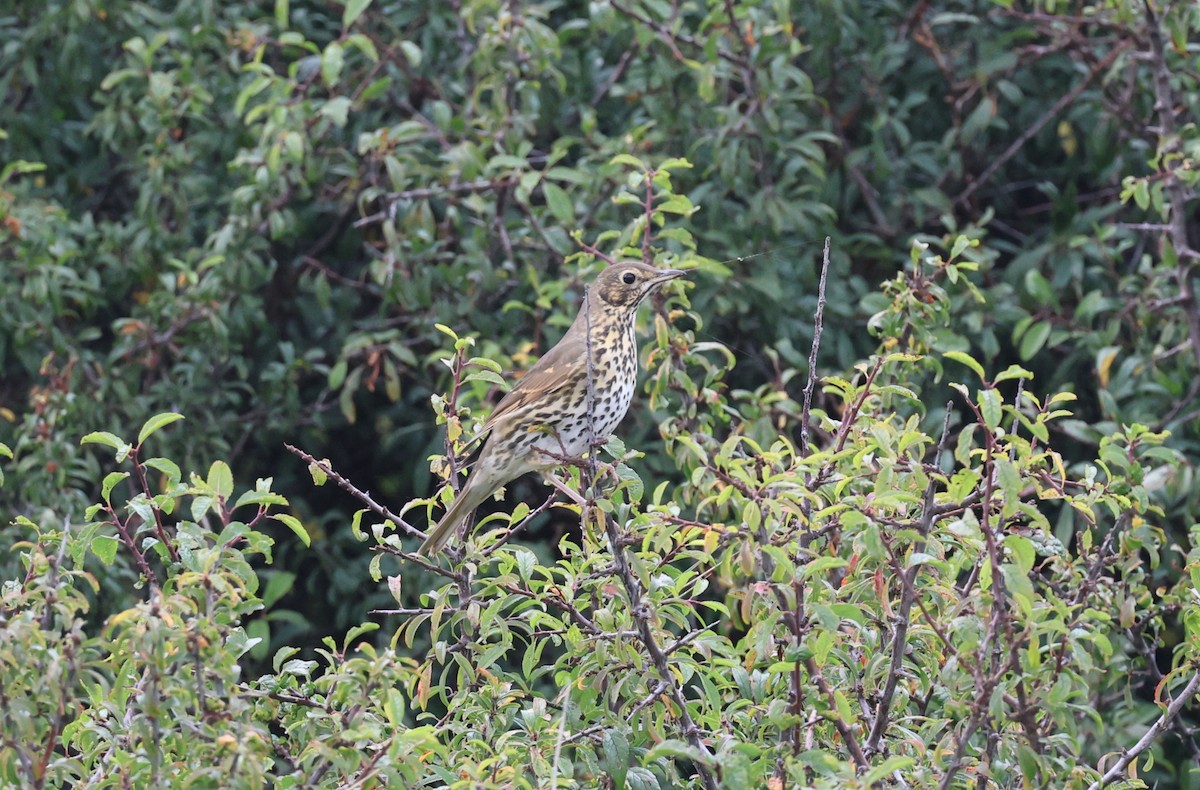 Song Thrush - ML645785044