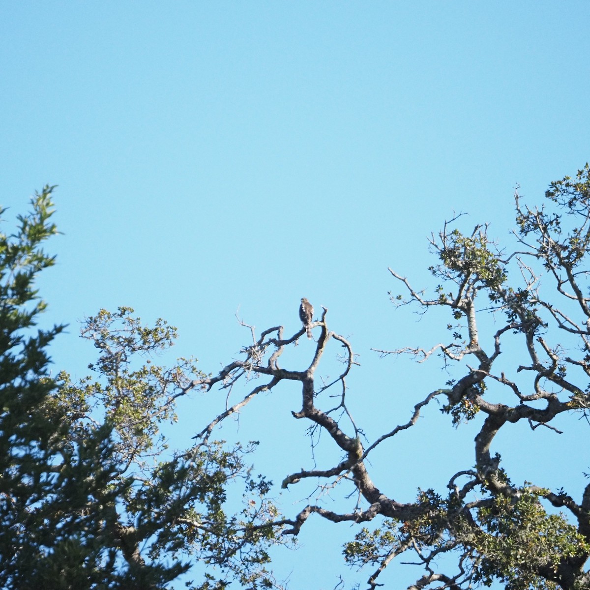 Cooper's Hawk - ML645785059