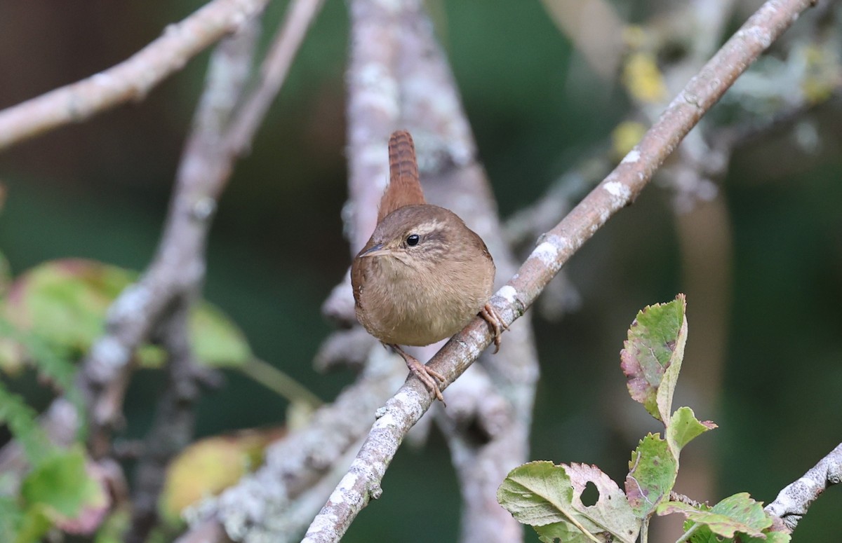 Eurasian Wren - ML645785062