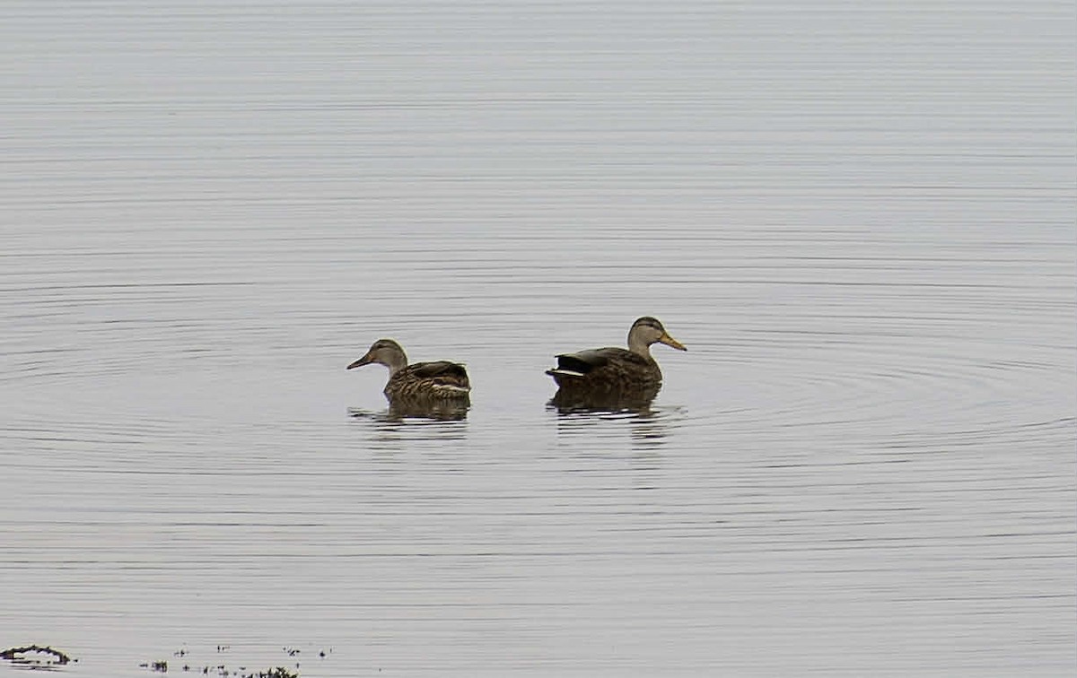 kachna divoká x mexická (hybrid) - ML645785067