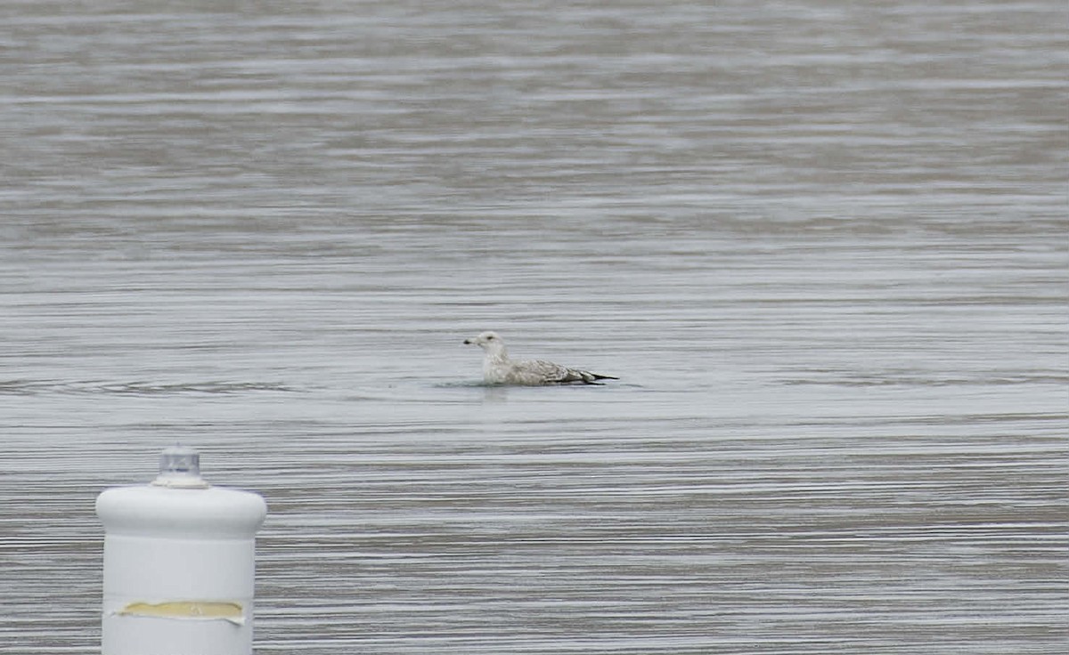 racek kroužkozobý - ML645785075