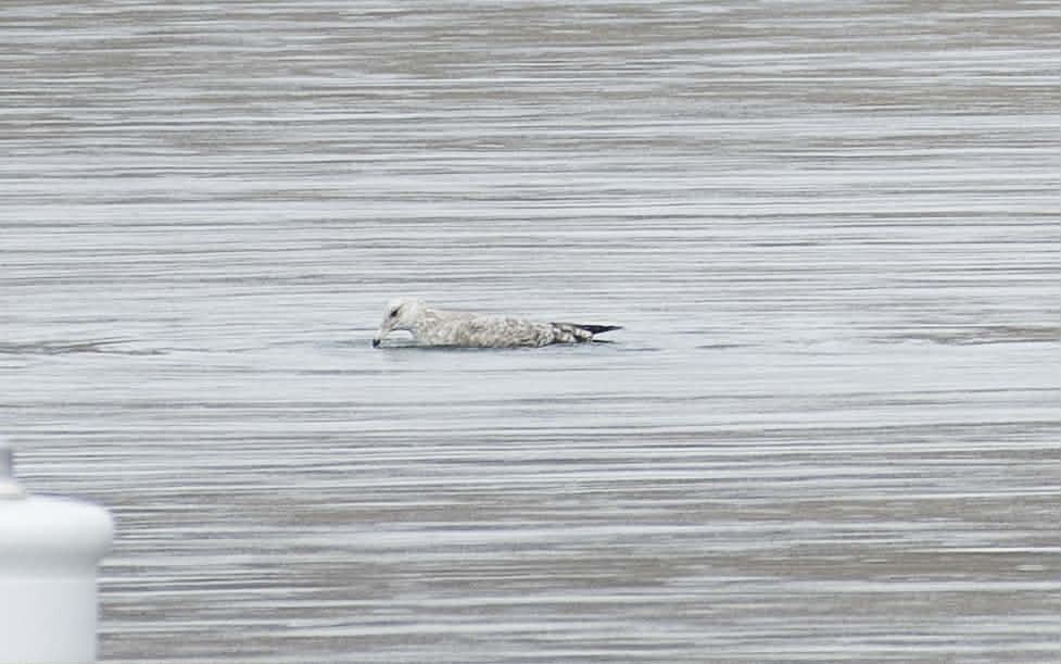 racek kroužkozobý - ML645785077