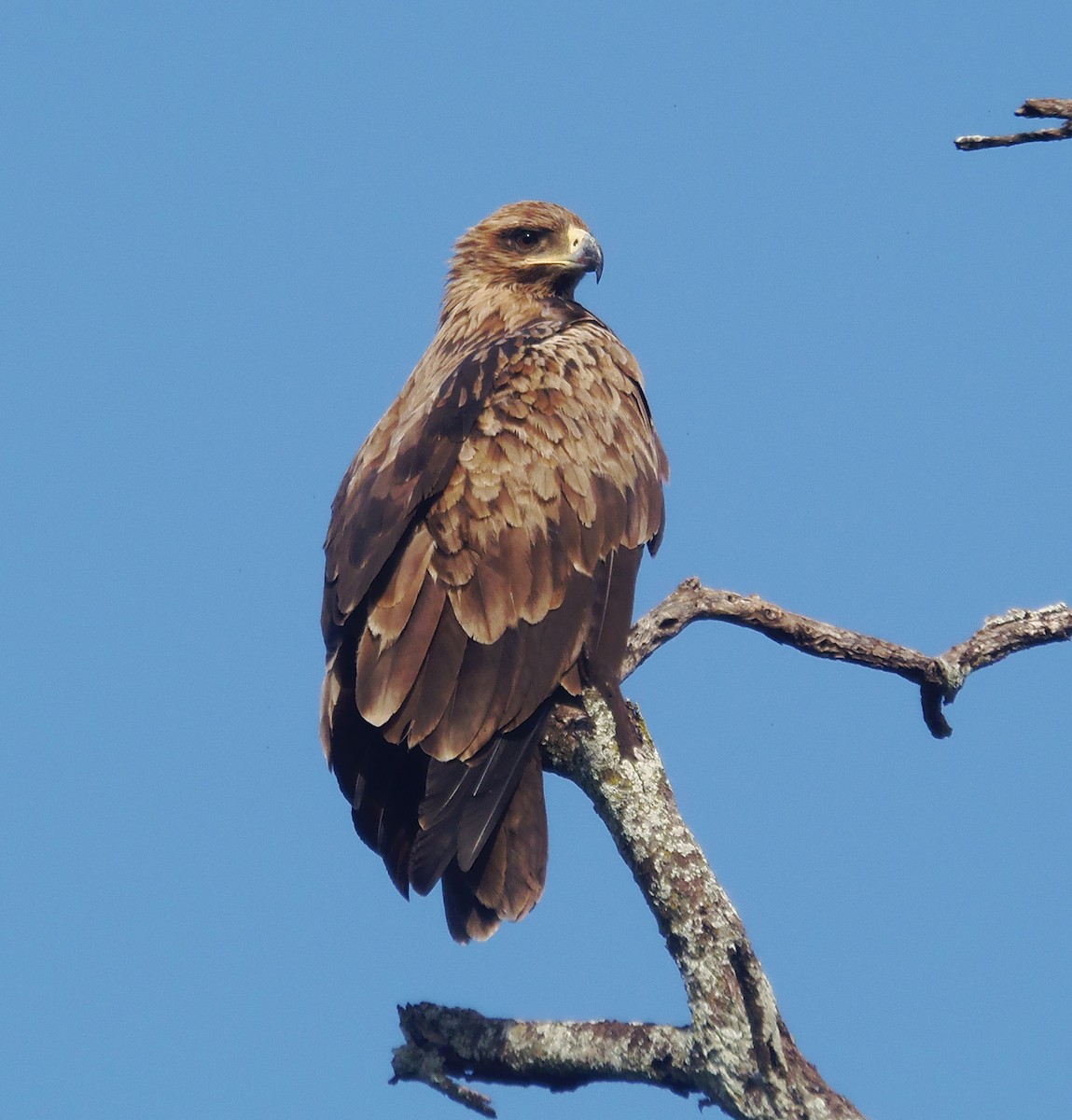 Tawny Eagle - ML645785086