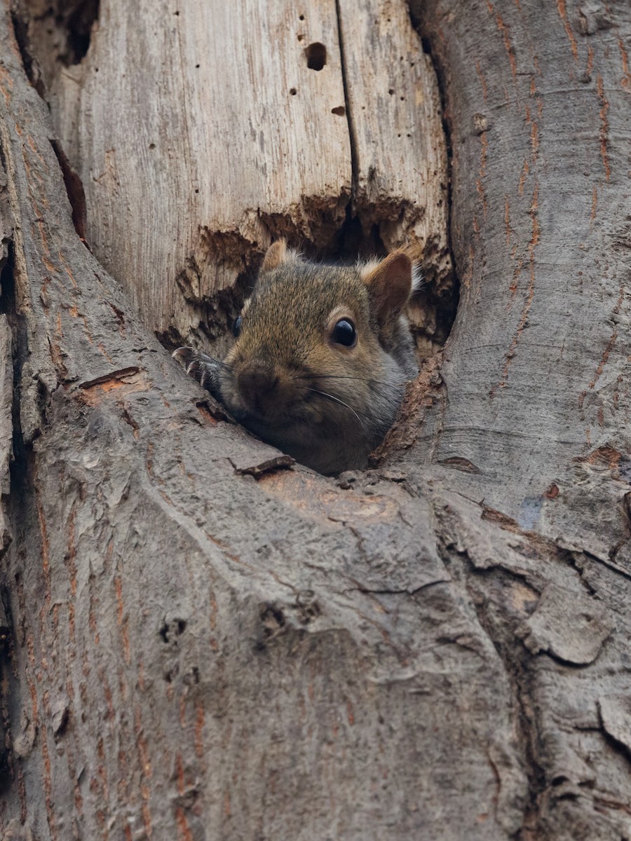 Eastern Gray Squirrel - ML645785089